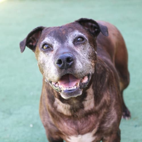 Sasha