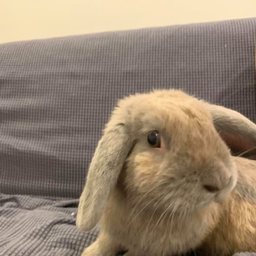 Archie