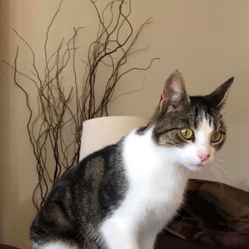 Miss Willow Whiskers