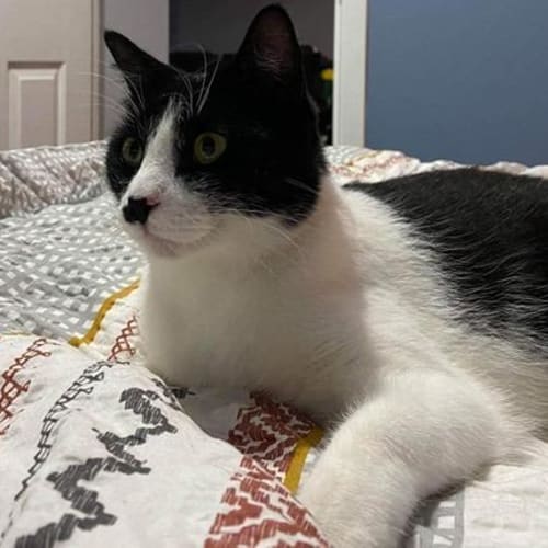 Oreo