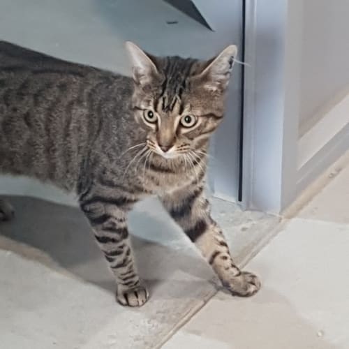 Rufus