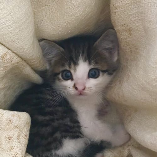 Pip Little 