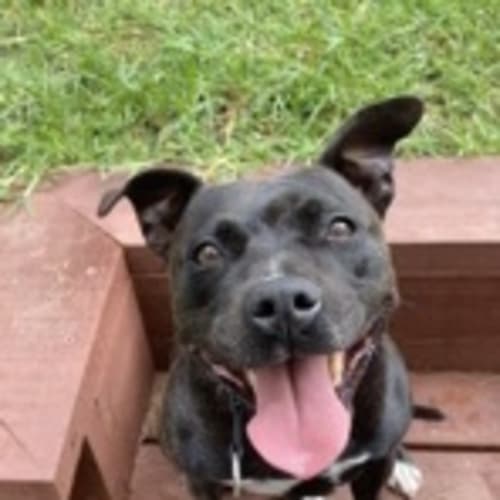 Rosie ~ 7 yr old staffy ~ Adopted 16/7/20