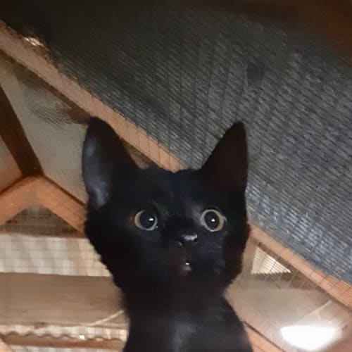 Piper