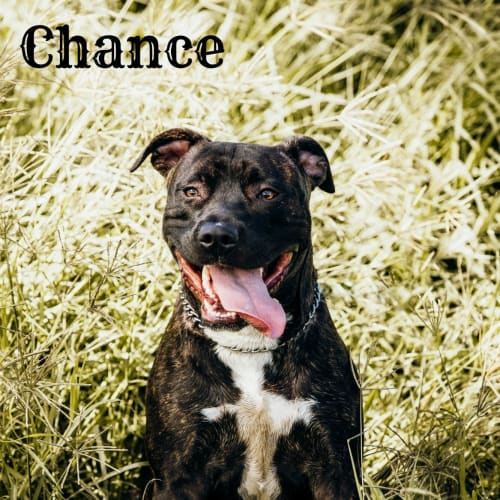 Chance