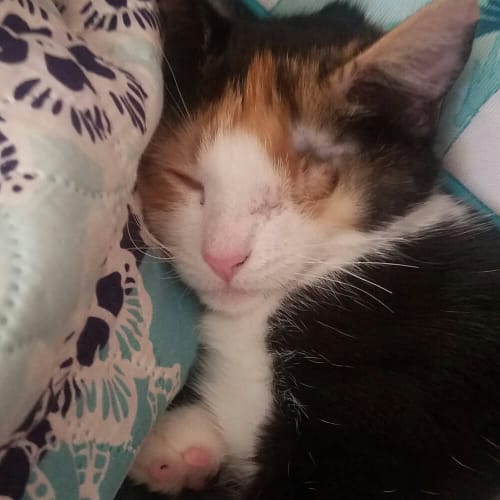 Miss Maple