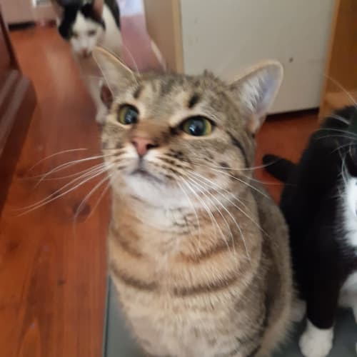 Cats In Crisis Petrescue