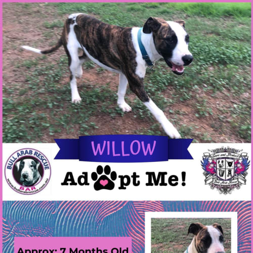 Willow