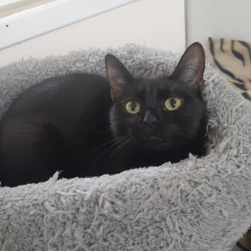 Ebony