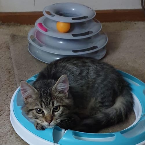Kai