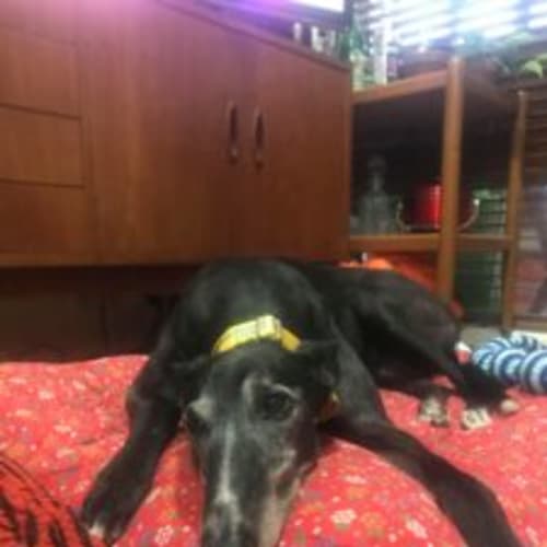 Tiger (In Foster)
