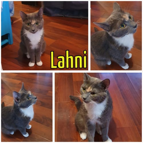 Lahni