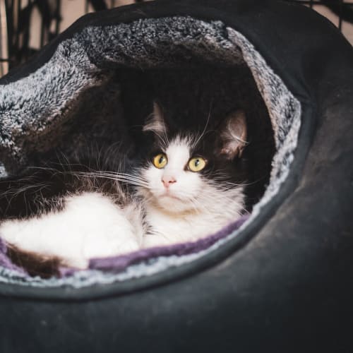 Pumpkin ~ 10 year old female cat (on trial 16/4/20