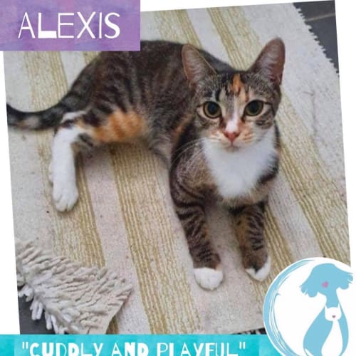 Alexis 