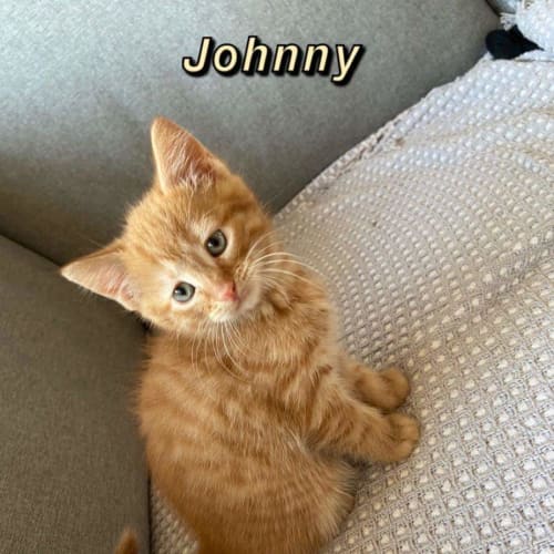 Johnny ❤