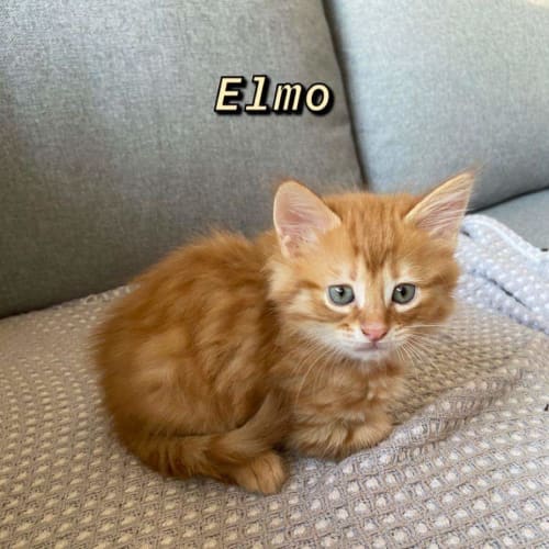 Elmo ❤
