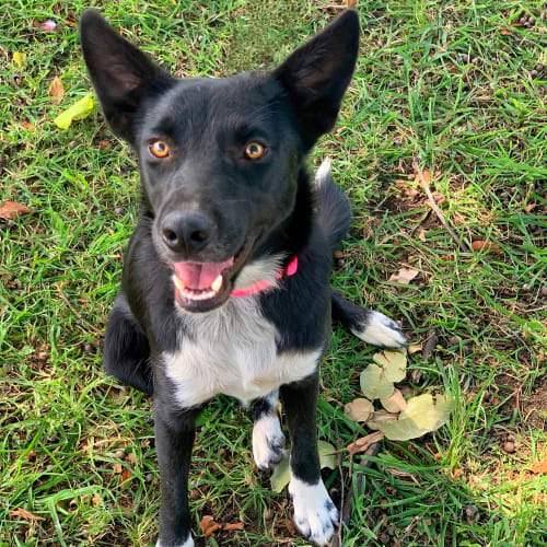 Pippa