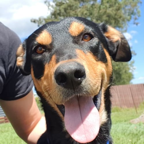 Duke 