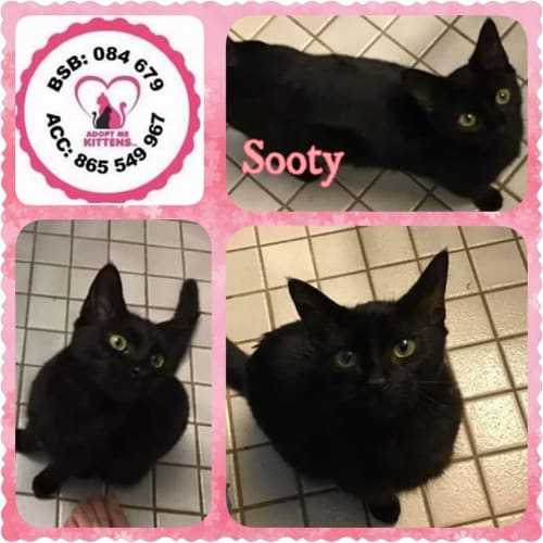 Sooty
