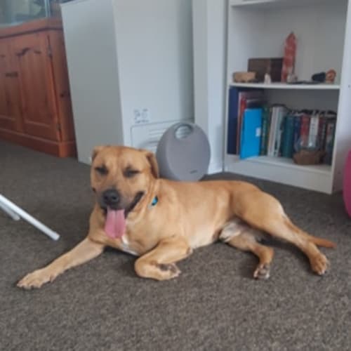 Bob ~ 6yo Mixed Breed ~ On Trial 6/7/2020