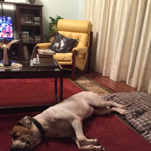 Elka - Adoption Pending!
