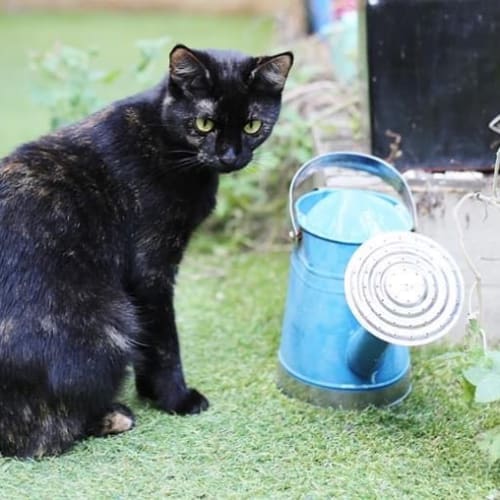 Gem