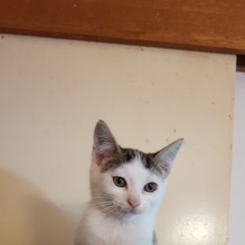 Duke