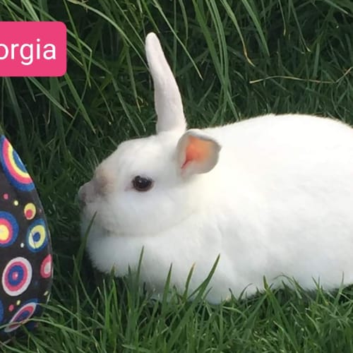 Georgia
