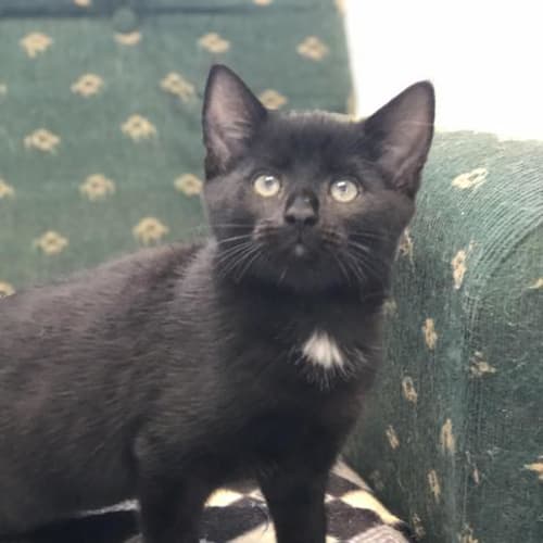 Nova