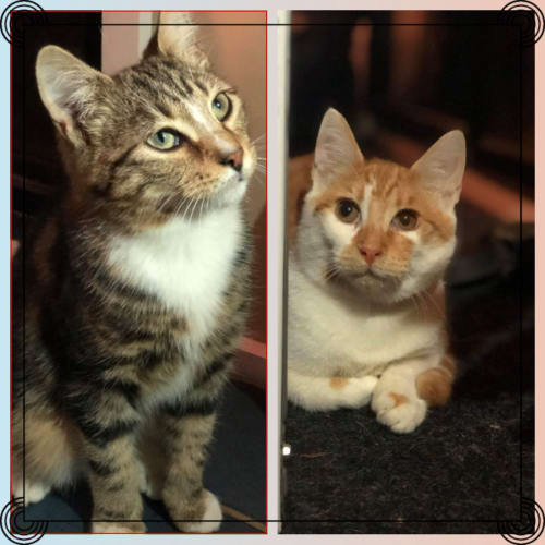 Jinxy & Julius ❤❤