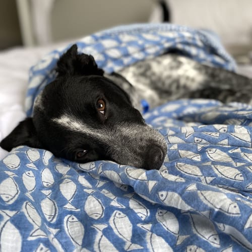 Daisy ~ sweet 10mo Cattledog (On Trial 25/04/2020)