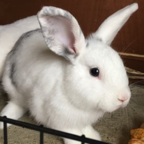 Yogi - Californian x Rex Rabbit