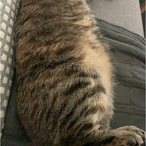 Gracie ~ 18 month old cat (On Trial 26/04/2020)