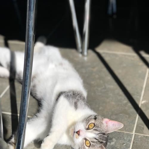 Kimba 