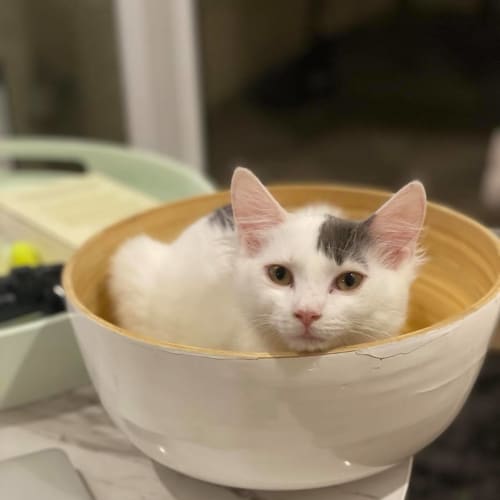Mia