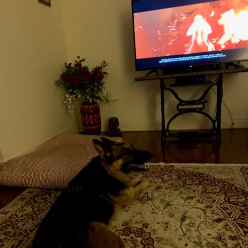 Rex