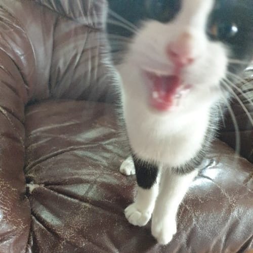 Tux