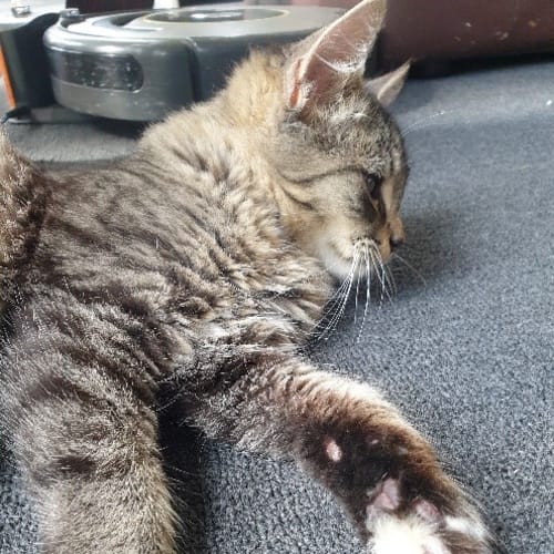 Wolfgang (Wolfie) applications closed 