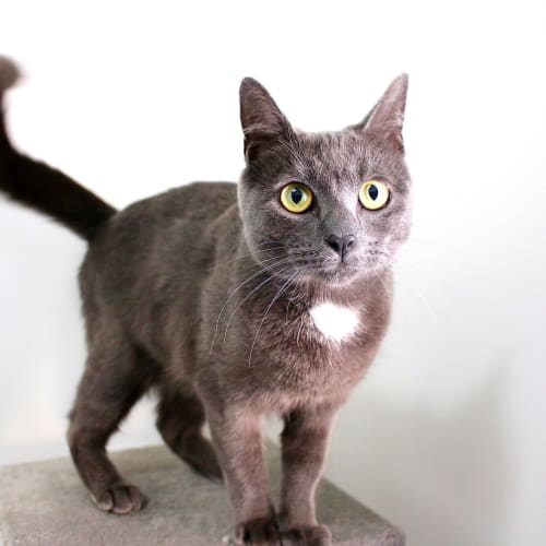 Chia ~ 2yo Russian Blue (On Trial 17/4/20)