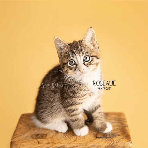 Rosalie