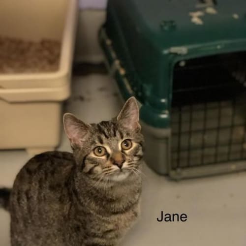 Jane