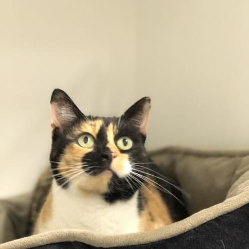Zoe