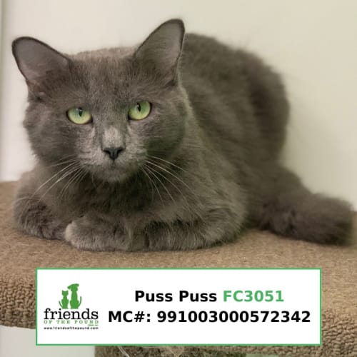 Puss Puss