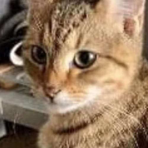 Marvin 
