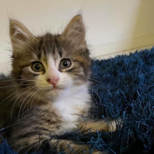 Willow 
