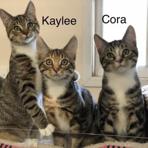 Kaylee