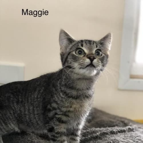Maggie
