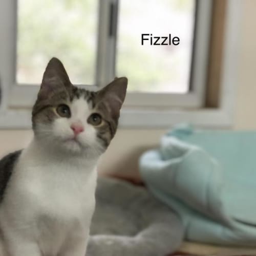 Fizzle