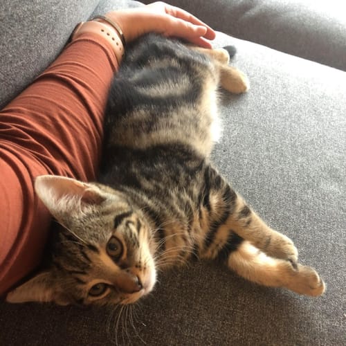 Alfie 