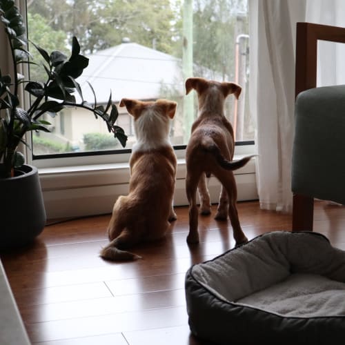 Lucy and Ollie